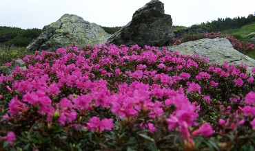 Bujorul de munte, minunea care înflorește în iunie