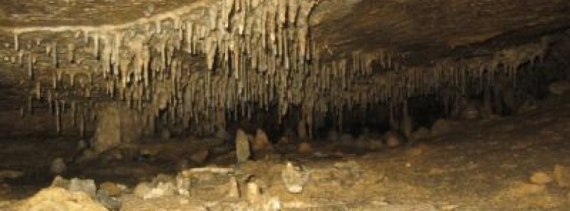 Peștera Măgurici, peștera cu lilieci