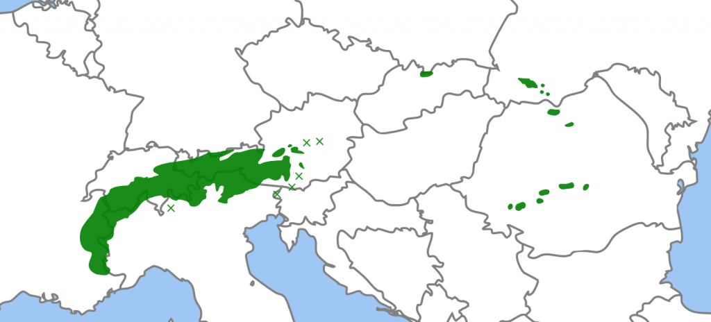 Zonele cu verde sunt singurele din lume unde crește Zâmbrul.  