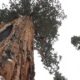 Președintele – cel mai mare copac de pe Terra
