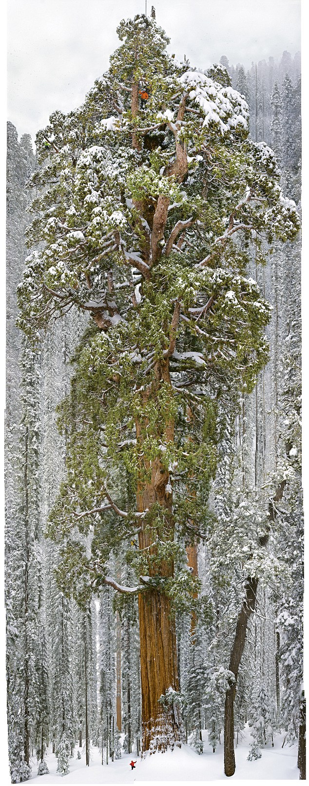 A team of scientists measure a giant sequoia, called the President.