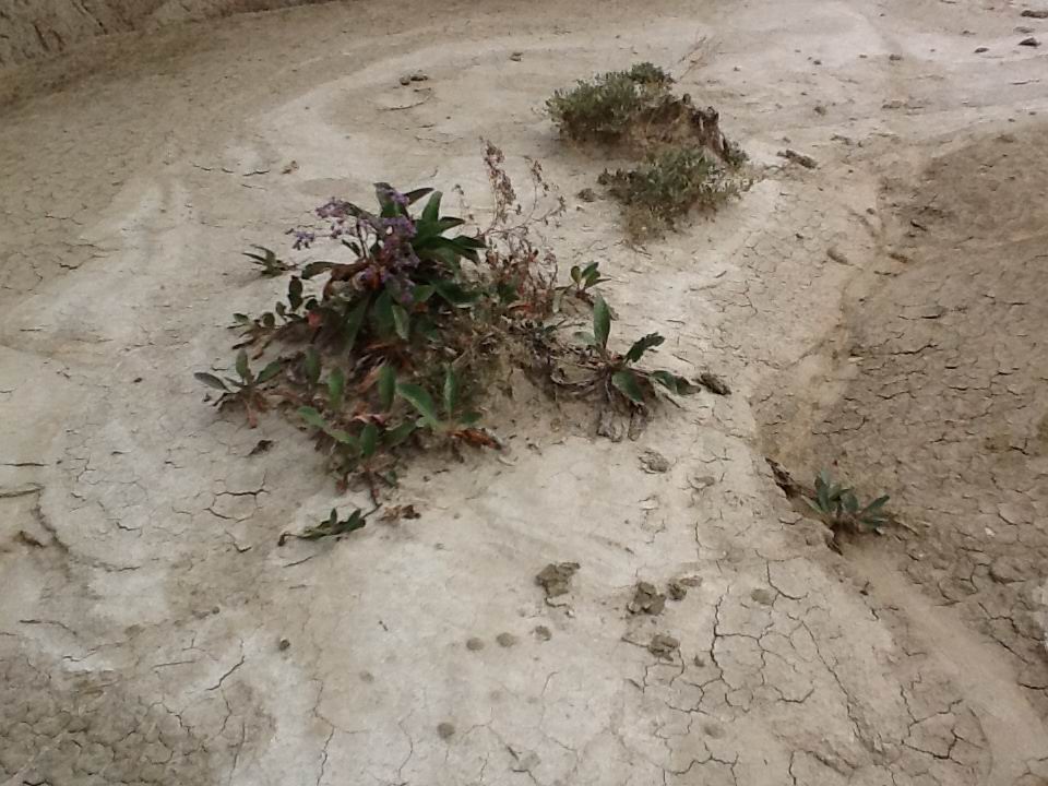 vegetatie-la-vulcanii-noroiosi