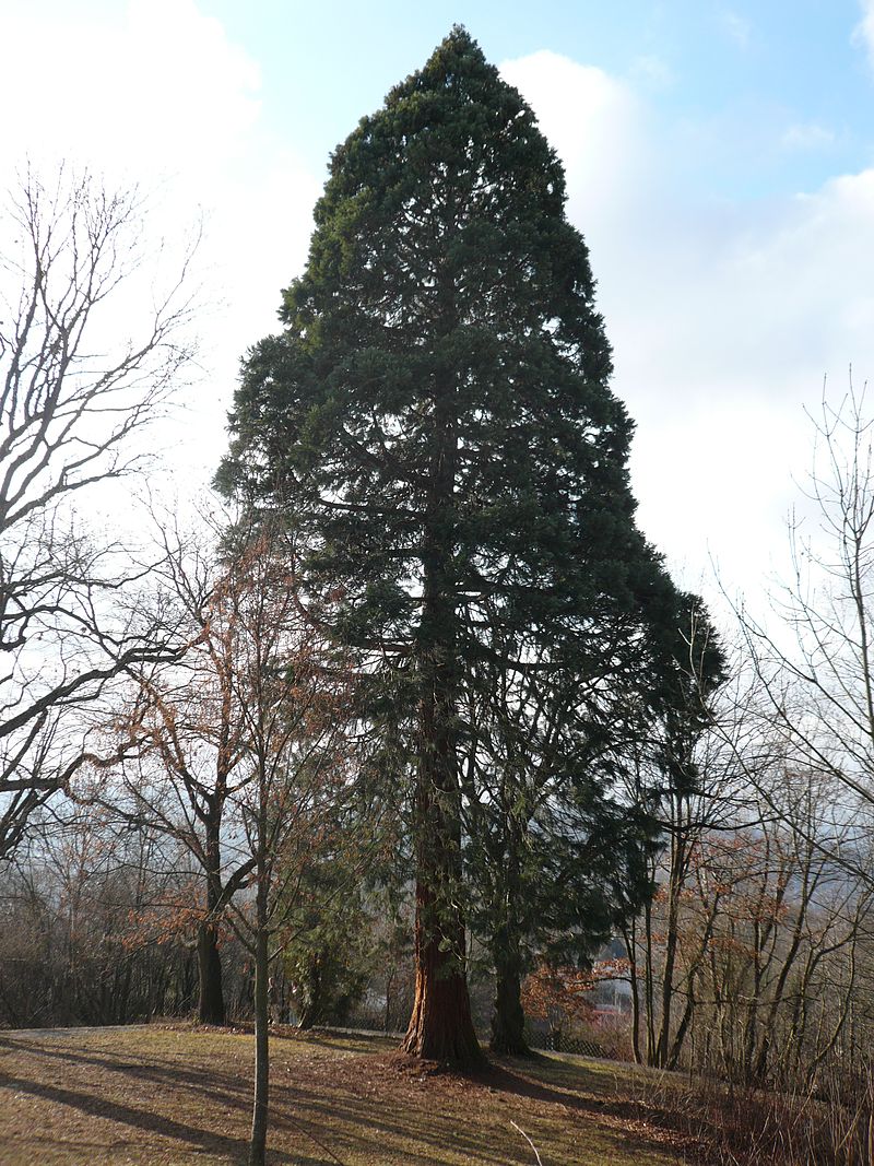 Sequoia Gigantea (2)