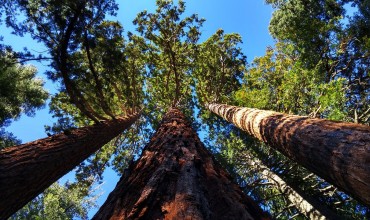 Sequoia Gigantea de România