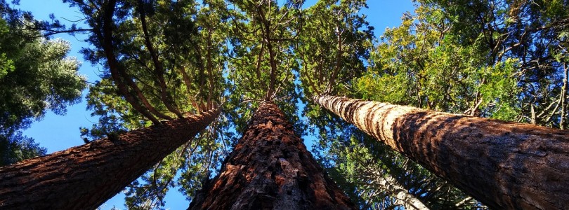 Sequoia Gigantea de România