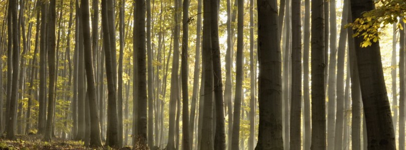 Pădurile virgine, comoara verde a României